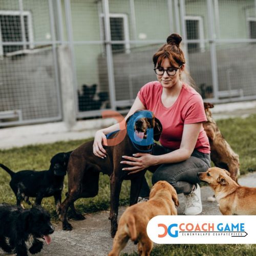 Dog Joy Day – Építs Kutyaházat! - outdoor csapatépítő élményprogram